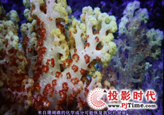 專業高清視頻