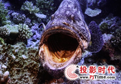 專業高清視頻
