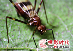 專業高清視頻