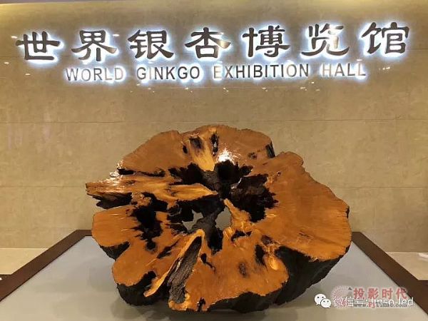 藍碩“時光隧道”點亮世界銀杏博物館